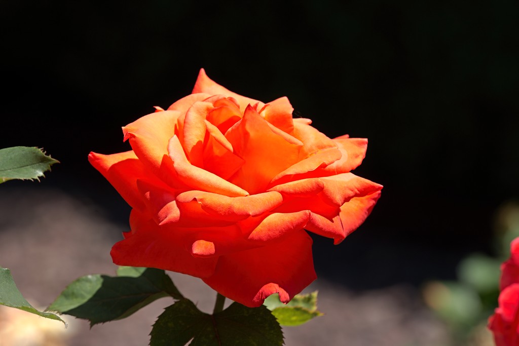 rozen roos rosa hdr natuur bloem bloemen cultivars cultivar rosaceae tuin rozentuin valentijn liefde